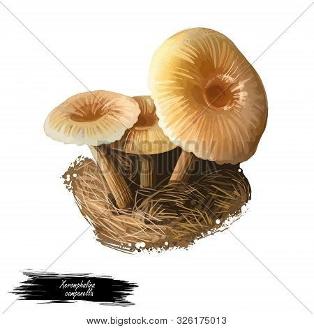 Xeromphalina Campanella, Golden Trumpet Or Bell Omphalina Mushroom Closeup Digital Art Illustration.