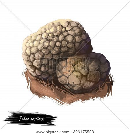 Tuber Aestivum, Summer Or Burgundy Truffle Mushroom Closeup Digital Art Illustration. Boletus Brown 