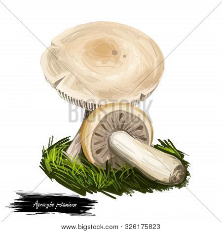 Agrocybe Putaminum Or Mulch Fieldcap Mushroom Closeup Digital Art Illustration. Boletus Has Light Ca