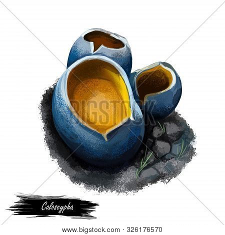 Caloscypha, Spring Peel Fungus, Golden Or Dazzling Mushroom Closeup Digital Art Illustration. Boletu