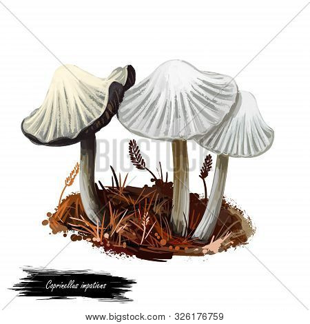 Coprinellus Impatiens Mushroom Closeup Digital Art Illustration. Boletus Has Deep Narrow Grooves In 