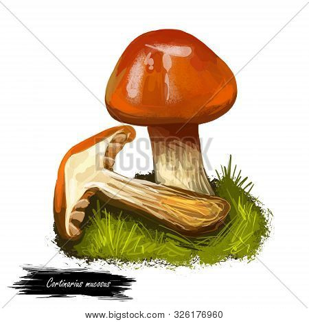 Cortinarius Mucosus, Orange Webcap Or Slimy Cortinarius Mushroom Closeup Digital Art Illustration. B