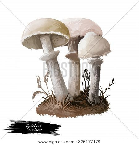 Cystoderma Carcharias Mushroom Closeup Digital Art Illustration. Boletus Has Off White And Pale Ting