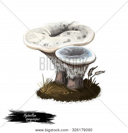 Hydnellum Spongiosipes Or Velvet Tooth Mushroom Closeup Digital Art Illustration. Boletus Has Greyis