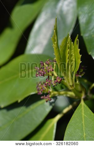 Japanese Laurel Flowers - Latin Name - Aucuba Japonica