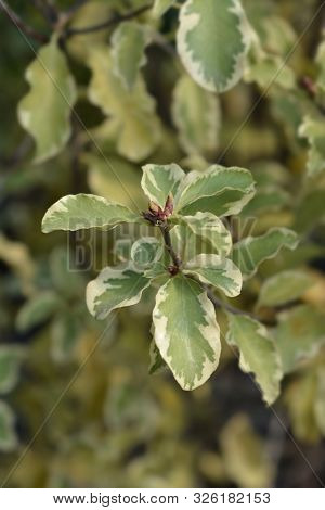 Variegated Kohuhu Leaves - Latin Name - Pittosporum Tenuifolium Variegatum