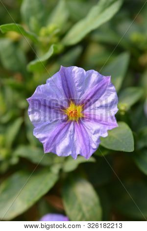 Blue Potato Bush Flower - Latin Name - Lycianthes Rantonnetii