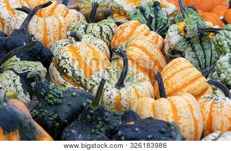 Pumpkins. Agriculture. Autumn. Variation. Vibrant Colors. Decor