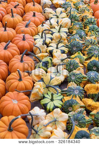 Pumpkins. Agriculture. Autumn. Vibrant. Colors. Variation. Decor