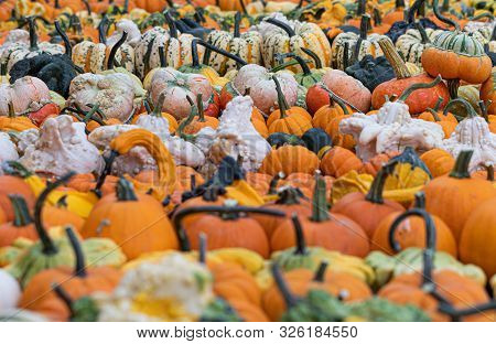 Pumpkins. Agriculture. Variation. Autumn. Vibrant. Colors. Decor
