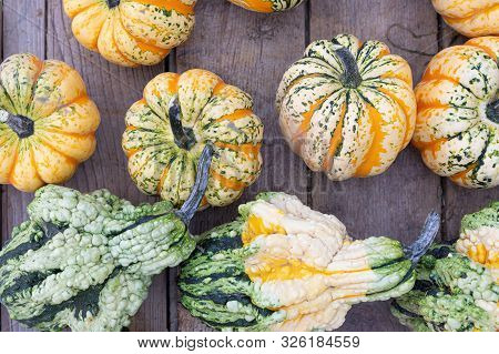 Pumpkins. Autumn. Variation. Agriculture. Vibrant Colors. Decor