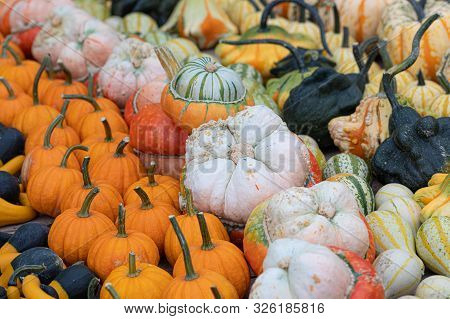 Pumpkins. Variation. Vibrant. Agriculture. Colors. Autumn. Decor