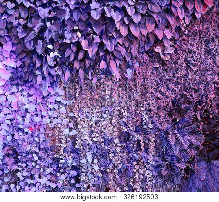 Tropical plants wall. Climbing plants. Nature background. Vibran color.