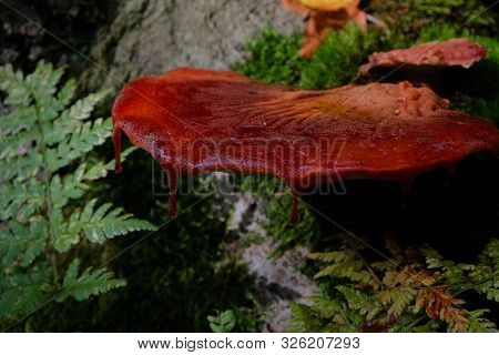 Beafsteak Fungus Mushroom Growing On A Tree Bark In The Forest In Bergen Noord-holland