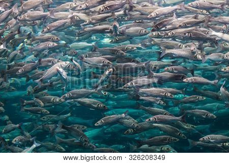 Underwater Photo With Lot Of Labrax Fish.