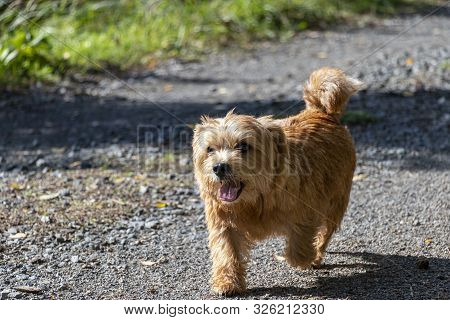 Happy Norfolk Terrier Walking On Walk In Autumn