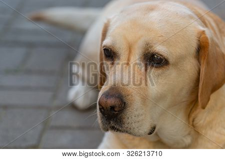 A Light-haired Labrodor Dog With Sad Eyes Is Bored And Waiting For His Master In The Courtyard Of Th