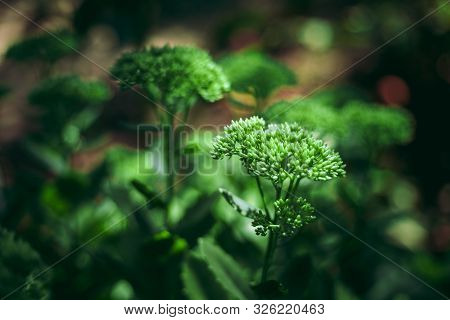 Showy Stonecrop Hylotelephium Spectabile In Park, Moscow Region, Russia