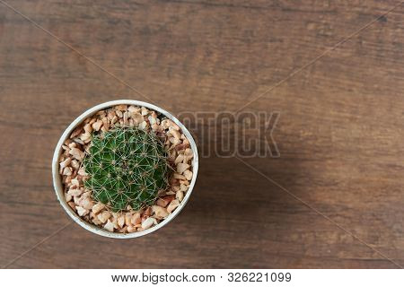 Top View Of Beautiful Discocactus In The Pot On Wooden Background