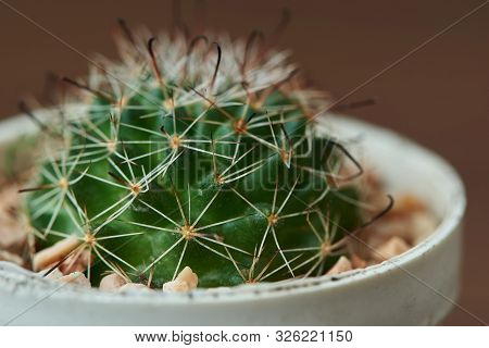 Close-up View Of Beautiful Discocactus In The Pot On Wooden Background