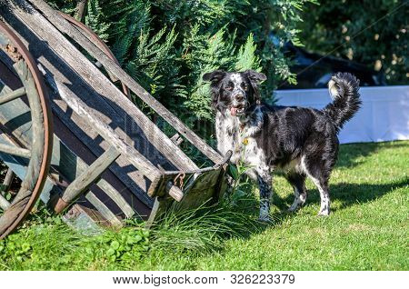 Pround Border Collie Mixed Breed Black And White Fur Closeup Bokeh While Standing Proud
