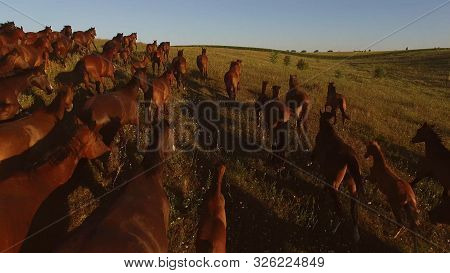 Horses Walking On Grass. Horse Herd Is Slowly Moving. Follow The Leader. Dont Give Up On Halfway.