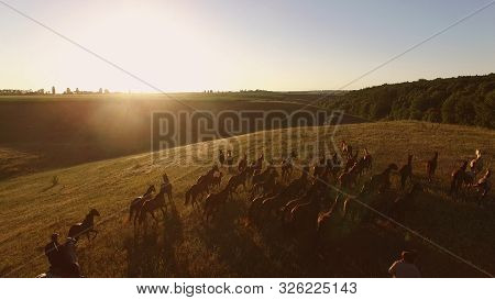 Horses Running In Slow Motion. Brown Horses On The Meadow. Trust The Inner Compass. Animals Rely On 