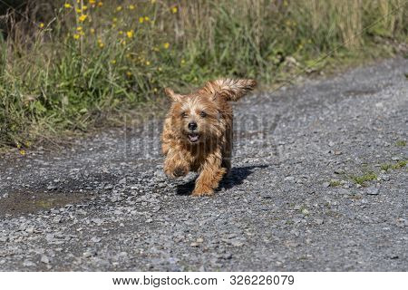 Happy Norfolk Terrier Running On The Park Road In Autumn