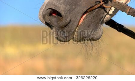 Snaffle Bit On Horse. Mouth Of Animal Is Chewing. Stallion Is Hungry. Must Find Food.