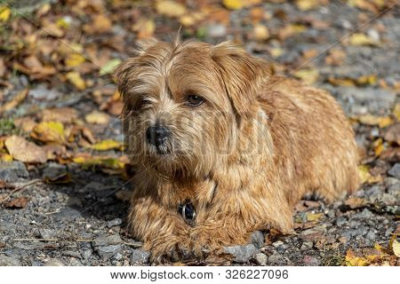 Happy Norfolk Terrier Laying On The Park Road Autumn