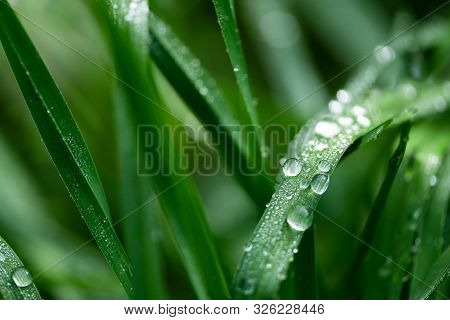 Close-up Water Drops After Rain On Green Grass. Soft Focus. Macrography. Nature Background.
