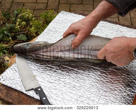 Fisherman Cutting Fillet On A Pollack After Fishing In Brittany