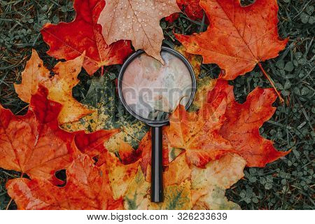 Magnifying Glass Lying On Ground Heap Of Colorful Multicolor Autumn Fall Yellow, Red And Orange Mapl