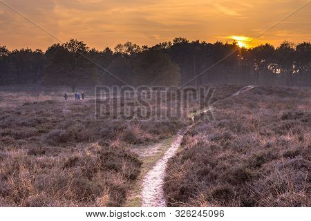Walking Path Through Heathland On An Evening In November Under Autumn Light. Gasteren, Drenthe, The 