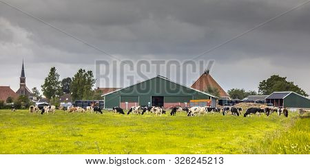 Dairy Farm On Dutch Countryside With Frisian Holstein Cows On Foreground