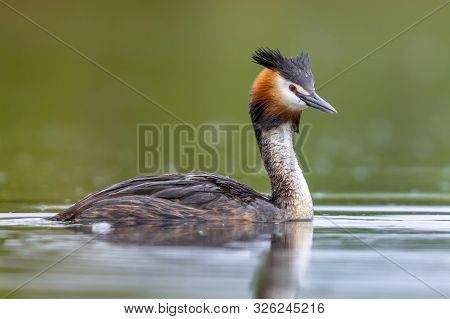 Great Crested Grebe (podiceps Cristatus) Water Bird Swimming In Water Of Lake And Looking At Camera