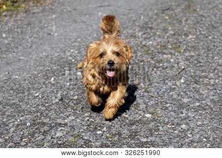 Norfolk Terrier Walking On The Park Road In Autumn