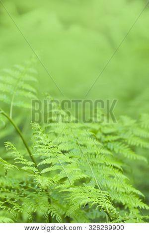 Fern Background, Bracken Ferns Organic Texture Template