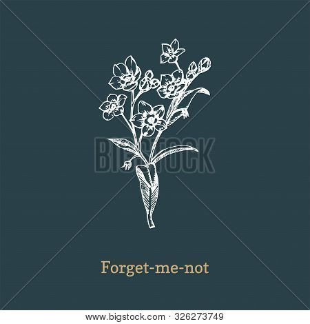 Forget Me Not Vector Illustration On Dark Background. Hand Drawn Sketch Of Myosotis Wild Flower In E