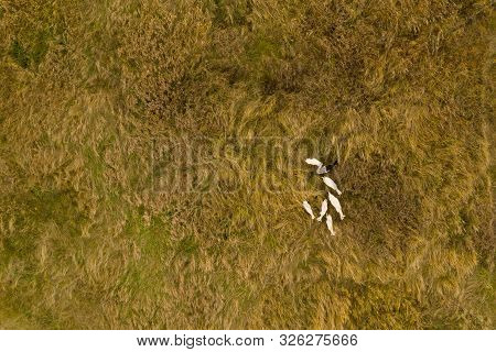 A Herd Of Domestic Goats Grazing In The Tall Grass. The View From The Top. Copy Space.