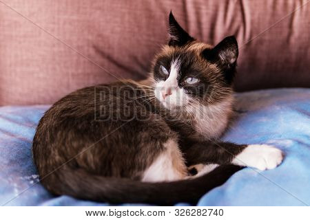 Cat Breed Snowshoe Sitting On Blue Background. Selective Focus , Close Up