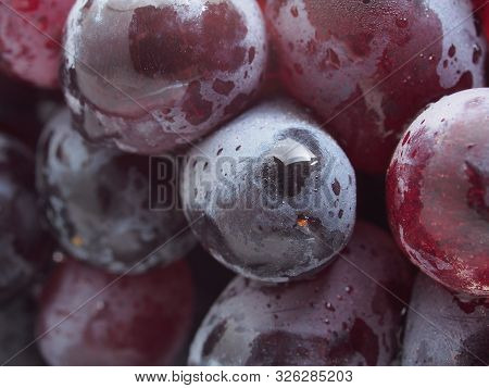 Bunch Of Black Grapes. Kish-mish. Berries Closeup.