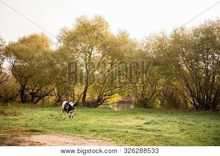 Once Sunny Morning A Young Cow Eats Grass On A Beautiful Lawn Near The River