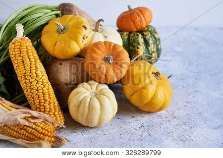 Autumn Harvest Of Vegetables. Pumpkin, Radish, Corn