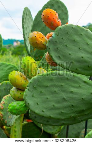 Prickly Pear Cactus With Orange And Green Fruits