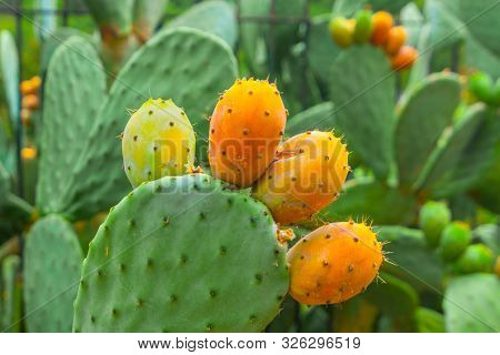 Prickly Pear Cactus With Orange Fruits Close-up