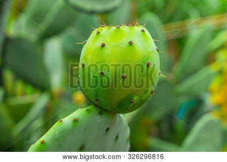 Prickly Pear Cactus With Green Fruits Close-up