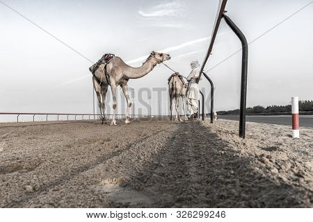 Camels And Their Driver. Camel Races Are A Popular Sport In The East. Dubai, Uae, Nov.2018