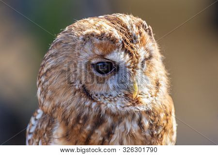 Close Up Portrait Of A Tawny Owl, Strix Aluco, At The British Wildlife Centre, Lingfield, Surrey Eng