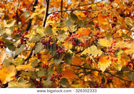 Orange Ripe Bouquet Of Mountain Ash With Yellow Leaves Of Mountain Ash In The Autumn Season. Autumn 